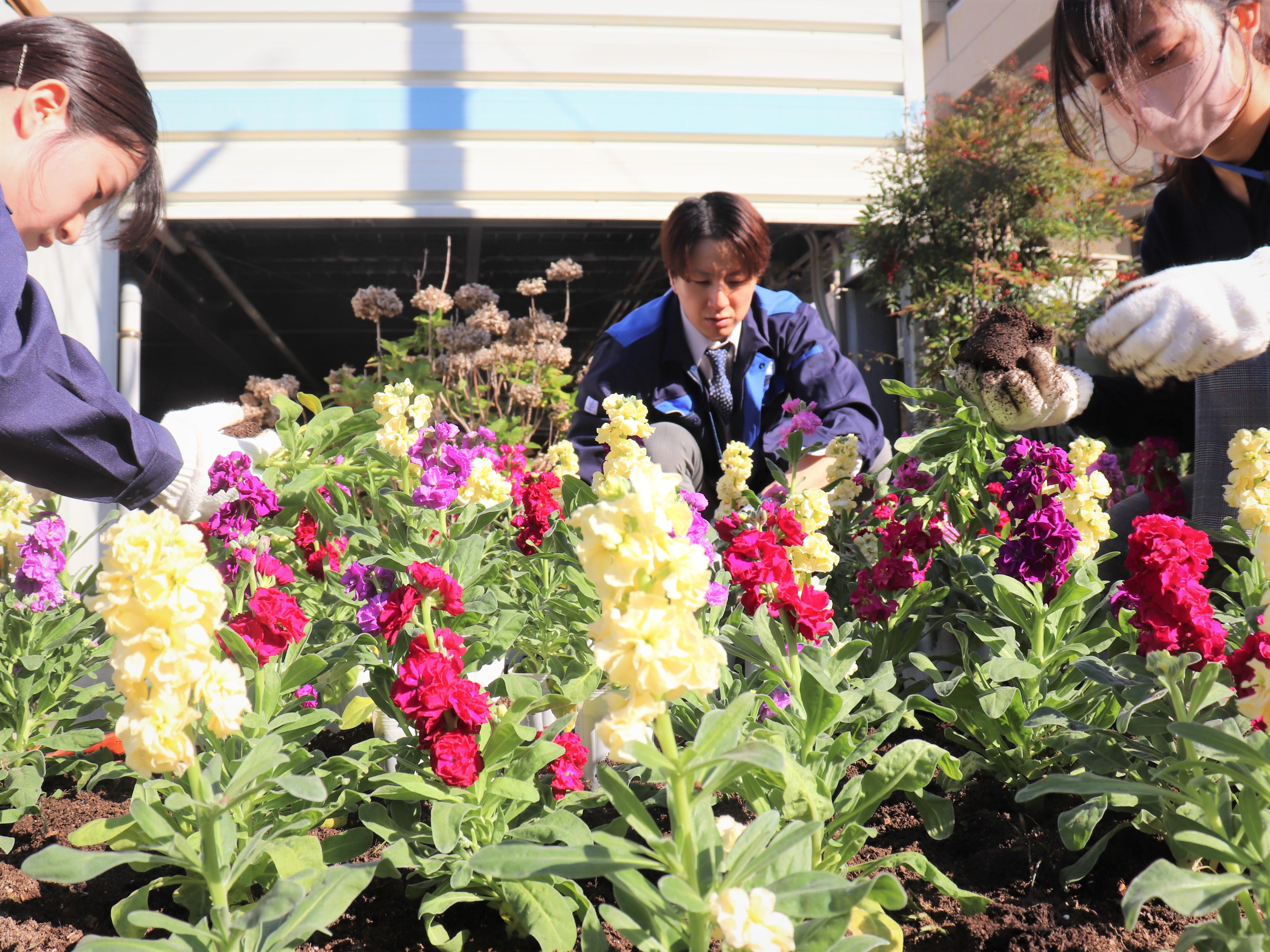 東区役所花壇の植替え作業