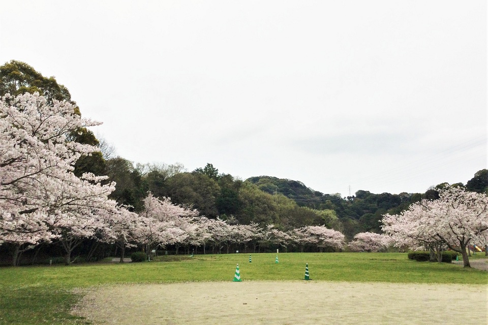 長谷ダム記念公園の桜