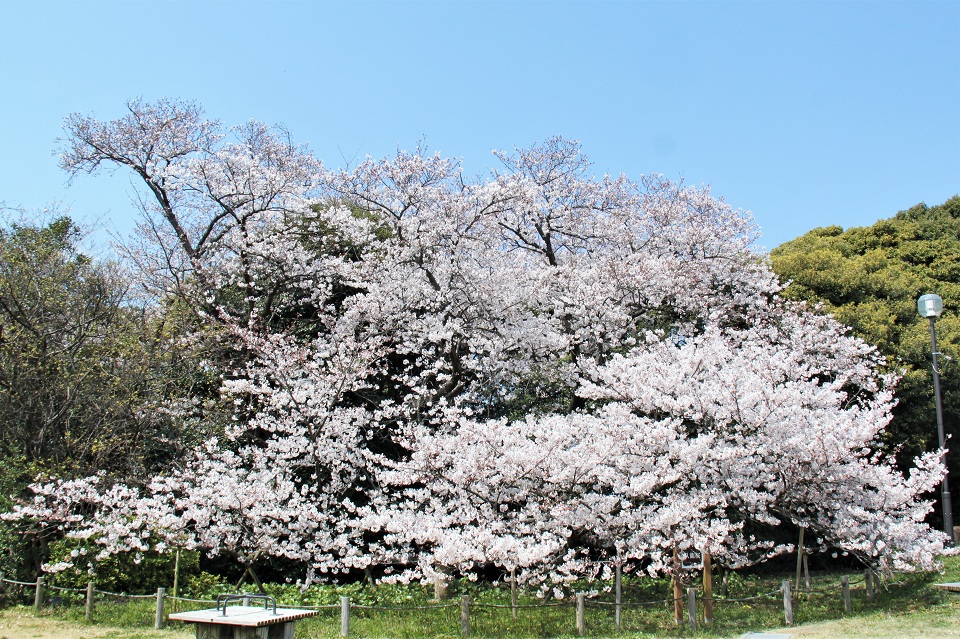 名島城址公園の臥龍桜