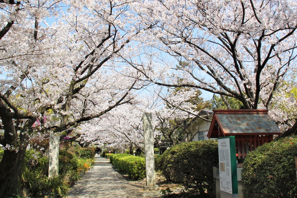 名島神社の桜
