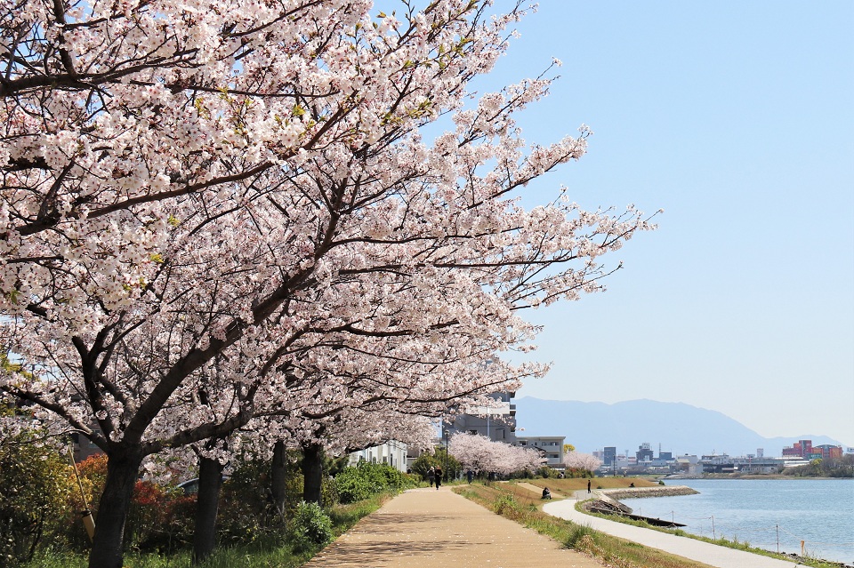 多々良川の桜