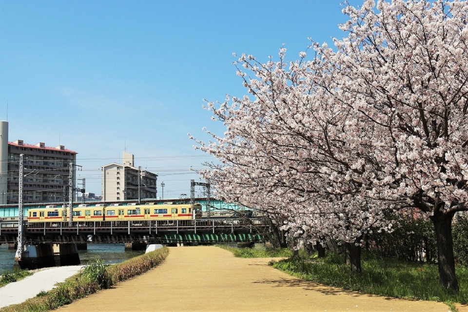 多々良川の桜と西鉄電車