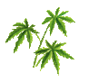 大麻のイラスト