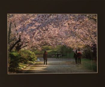 「早朝の並木通り」画像