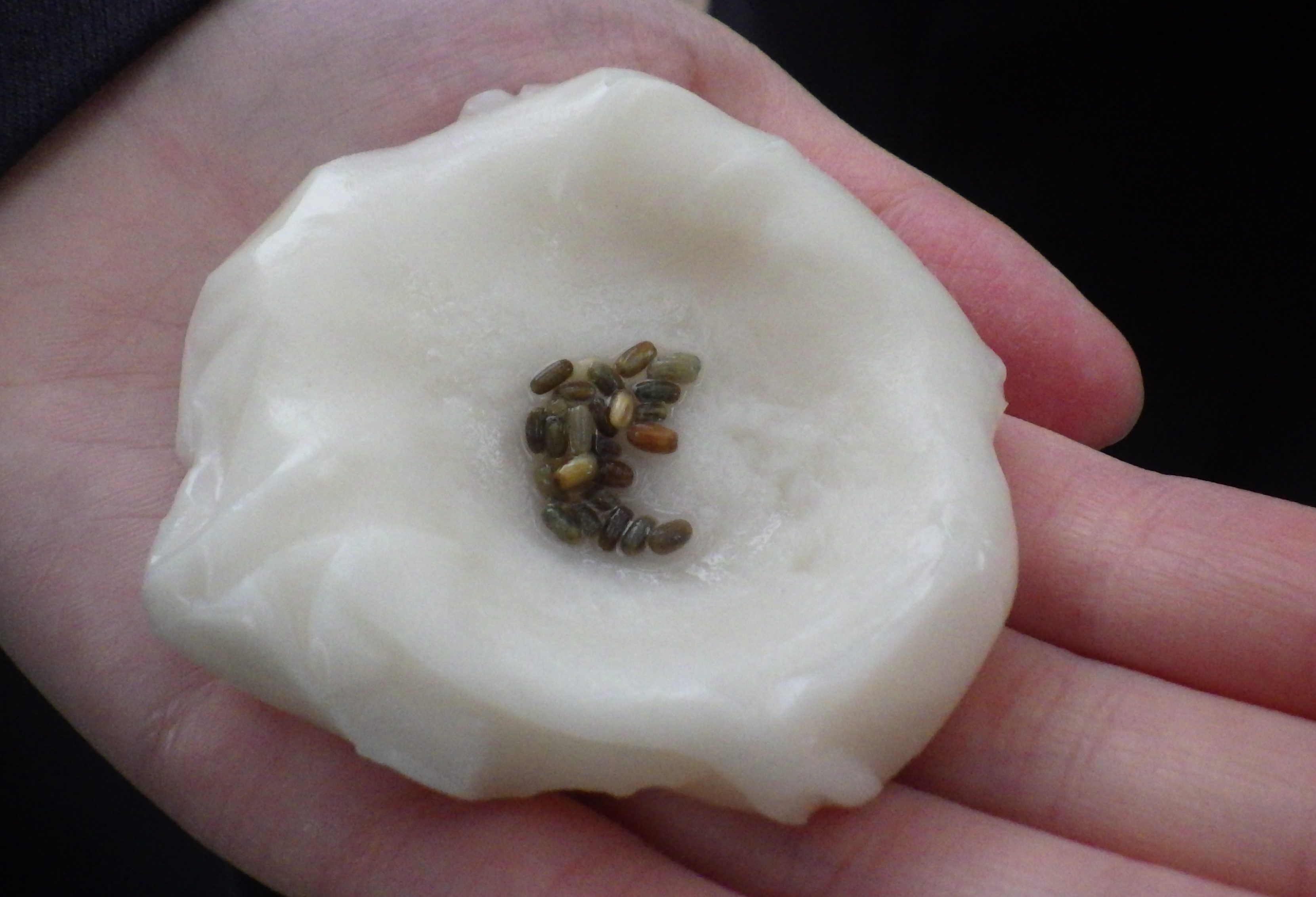 アマモ種子団子