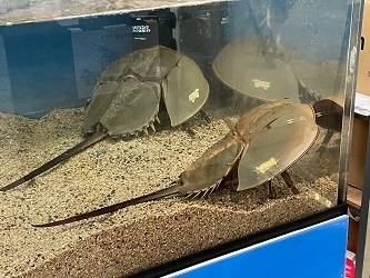 カブトガニ