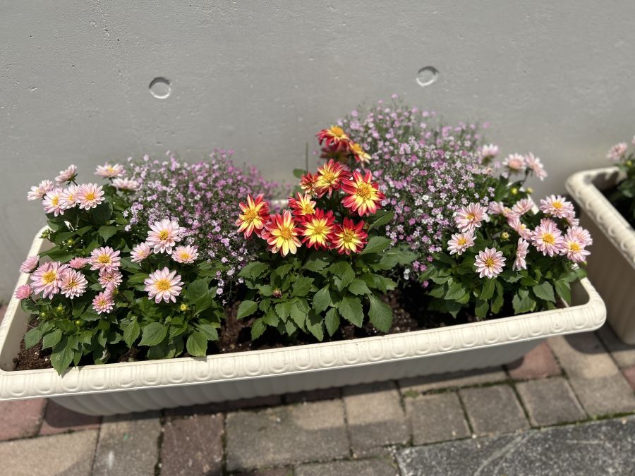 のためこども園　花壇写真１