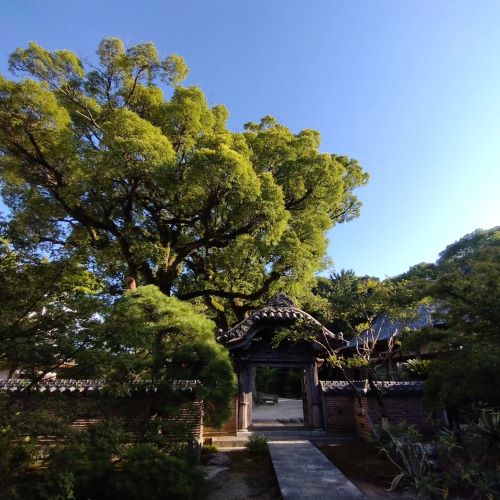 真夏の興徳寺