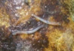 白魚