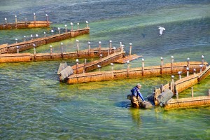 白魚漁
