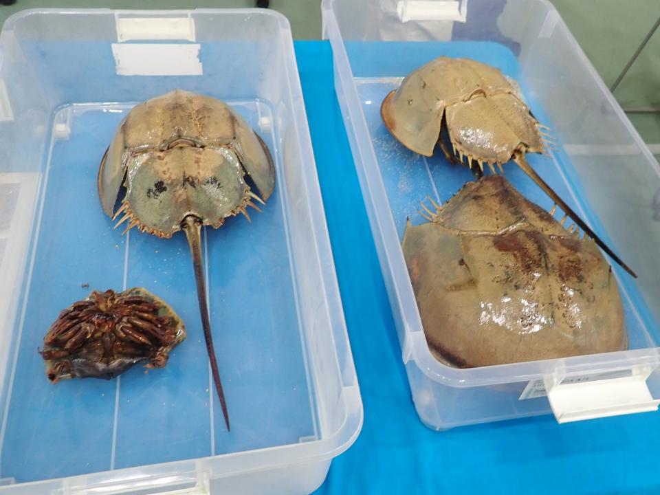 カブトガニ