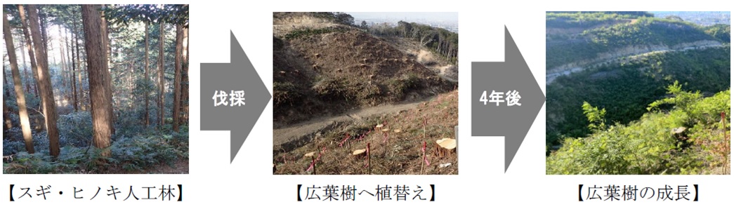 広葉樹への植替え過程