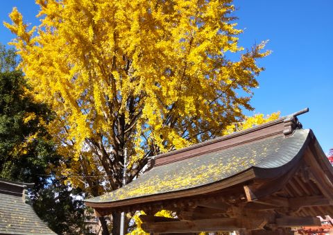 紅葉八幡宮の紅葉３