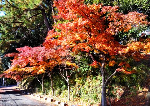 紅葉八幡宮の紅葉４