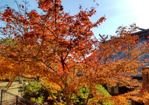 紅葉八幡宮の紅葉５