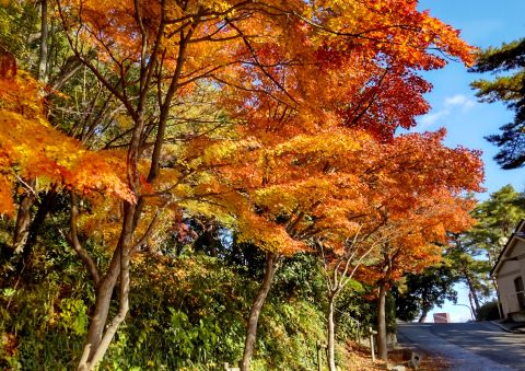 紅葉八幡宮の紅葉６