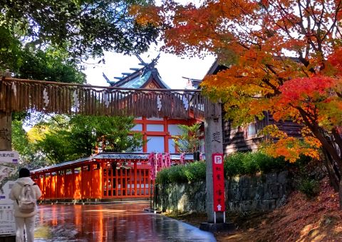 紅葉八幡宮の紅葉１
