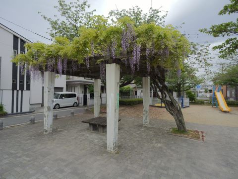 藤棚全体
