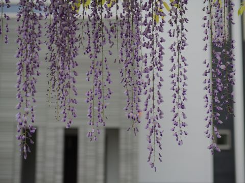 藤の花アップ