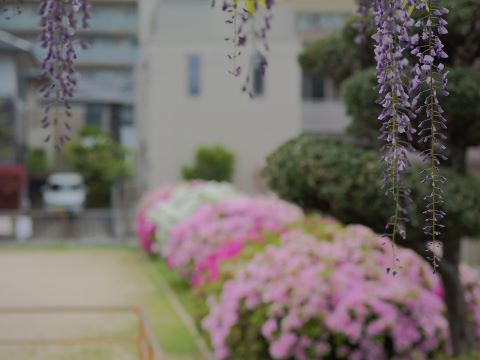 藤棚つつじ共演