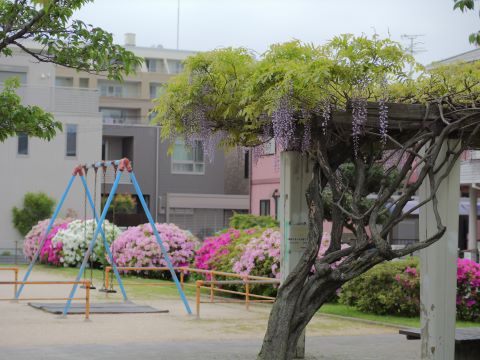 藤棚つつじコラボ１