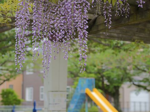 藤の花ミニ