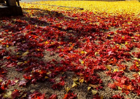 紅葉八幡宮の紅葉７
