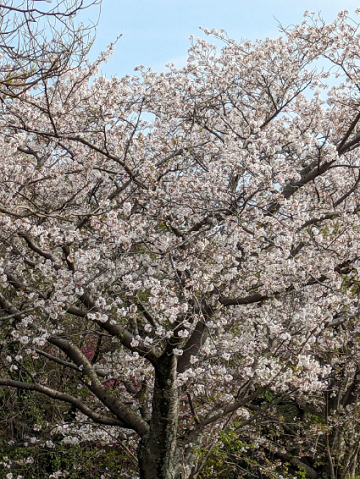 満開の桜
