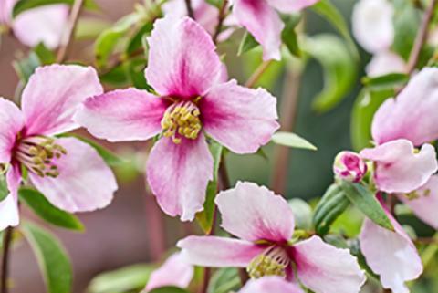 世界最高峰・チェルシーフラワーショーで2025年に最優秀賞を受賞した花「フィラデルファス・プチパフュームピンク」