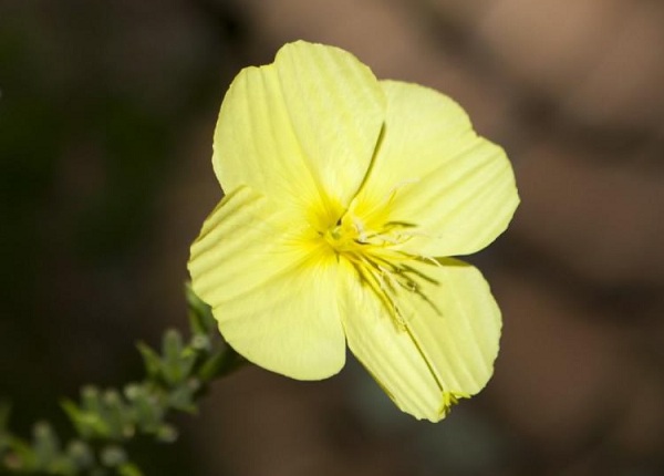 大きな黄色の花を咲かせているオオマツヨイグサ