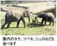 園内のタケ、ツバキ、シュロなども食べます