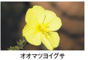 オオマツヨイグサ