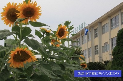 飯倉小学校に咲くひまわりの写真