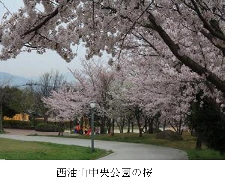 西油山中央公園の桜の風景写真