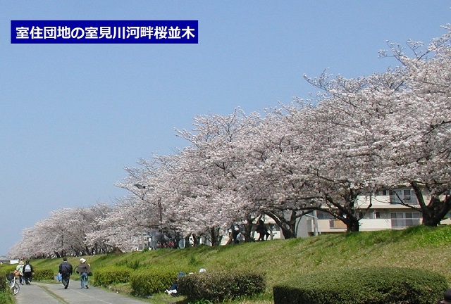 室住団地の室見川河畔桜並木の写真