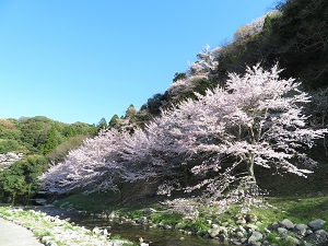 曲渕の桜の写真