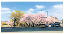 桧原桜公園の写真