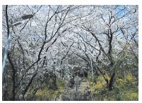愛宕神社の桜の写真