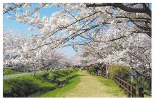 桜の道の写真