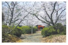 八坂神社のソメイヨシノの写真