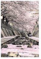 一本松川緑道の川の桜の写真