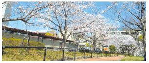 片江緑地の夫婦桜の写真