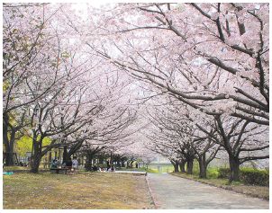 那珂川河畔公園の桜の写真