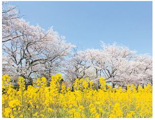 花畑園芸公園の桜の写真