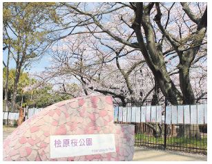 桧原桜公園の桜の写真