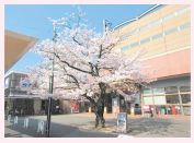 香椎桜まつりの写真