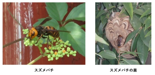 スズメバチとスズメバチの巣の写真