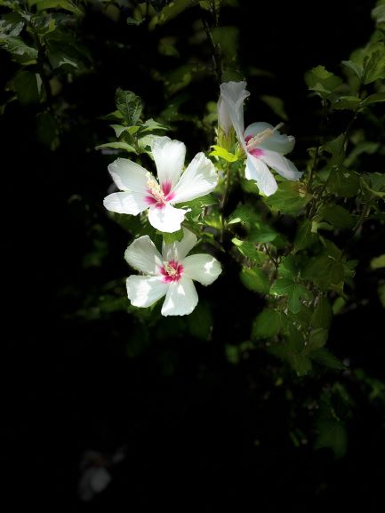 夜の姪浜中学校前に咲くふようの花