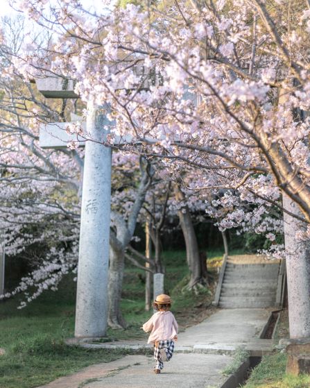熊野神社の桜と鳥居