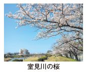室見川の桜写真